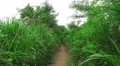Bushy Green Hiking Path Near The Tama River Tokyo Japan 4K 4k or 4k+ Resolution