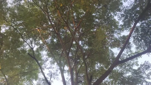 A Bushy Leucaena leucocephala Tree Stock Footage 303698554
