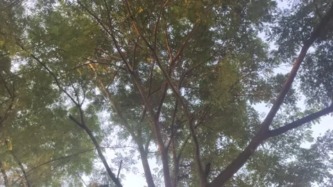 A Bushy Leucaena leucocephala Tree Stock Footage 303698587