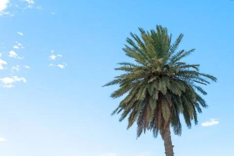 Bushy palm tree Stock Photos