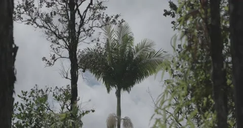 Bushy Palm Tree Waving in the Wind Stock Footage 228754434