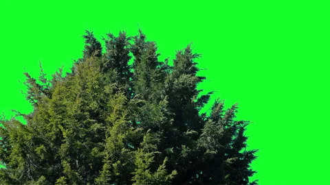 Bushy Pine Tree In Breeze Green Screen Isolated Stock Footage 330673290