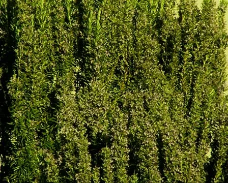 Bushy plant Stock Footage 10717713