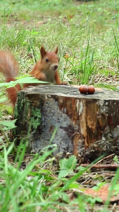 Bushy-tailed squirrel climbs tree stump to grab forest nut with paws Stock Footage 314313526