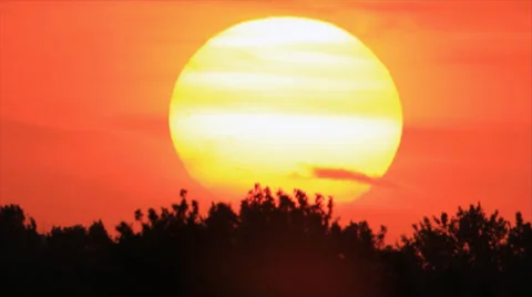 Bushy thicket at sunset background Stock Footage 33220572