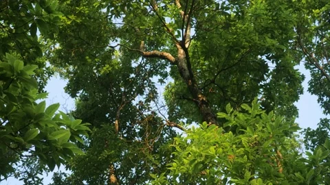 Bushy tree with branches and green leaves at sunset, in Darjeeling, India Stock Footage 238784169