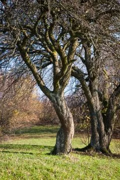 Bushy tree Stock Photos