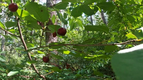 Bushy wild cherry trees, berries, leaves, forest, summer, nature of Ukraine. Stock Footage 313233858