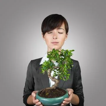 Business development like tree Stock Photos
