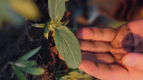 Business farmer pours soil hands, sprout soil, agriculture farm, nurturing Stock Footage 278063053