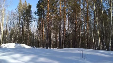 Business forest Stock Footage 148198372