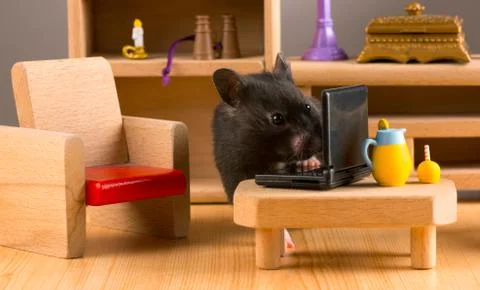 Business hamster Stock Photos