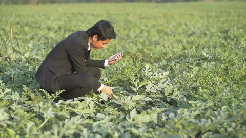 Business Man Checking Melon With Tablet In Melon Field Stock Footage 153538098