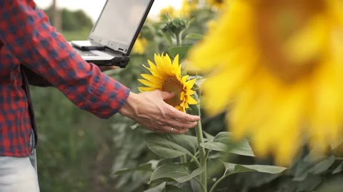 Business man with a computer in her hands on a sunflower plantation Stock Footage 143481598