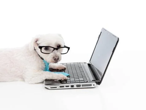 Business or Educated dog using compuer A business, educational or smart sh... Stock Photos