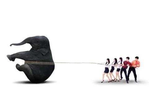 Business teamwork pulling elephant together - isolated Stock Illustration