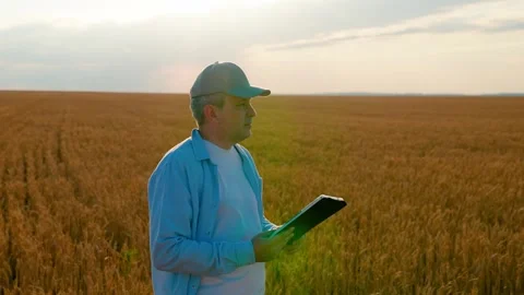 Businessman with computer tablet in his hands working in wheat field checking Stock Footage 314470445