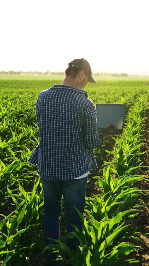 Businessman in corn field working with computer. Farming business, farmer with Stock Footage 316850161