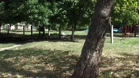 Businessman Doing wall flip trick at the tree. Slow motion Stock Footage 67343651