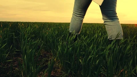 Businessman farmer with tablet computer on green field. Business Farm Modern Видео 332308556