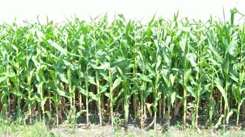 Businessman Lost in Cornfield 動画素材 12573642