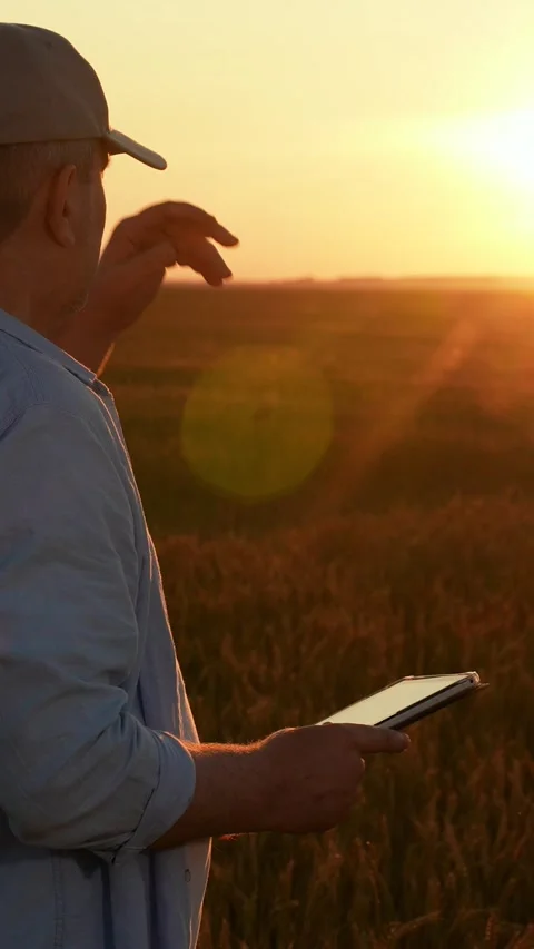 Businessman with tablet computer in hands works in wheat field, checking harvest Stock Footage 324676953