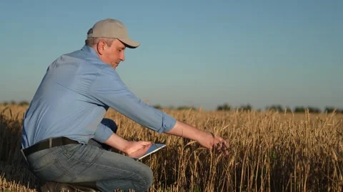 Businessman using computer tablet in wheat field, agricultural business. Modern Stock Footage 307722806