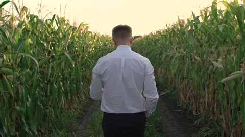 Businessman walking through a corn field, filmed from behind. Stock Footage 136899104