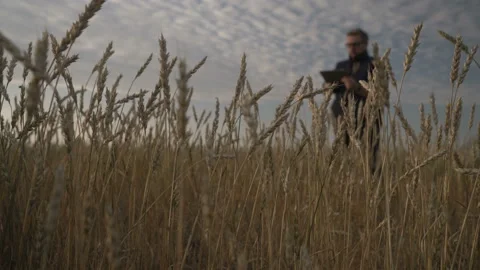 Businessman is working with the help of agro application on smartphone. Stock Footage 164707729