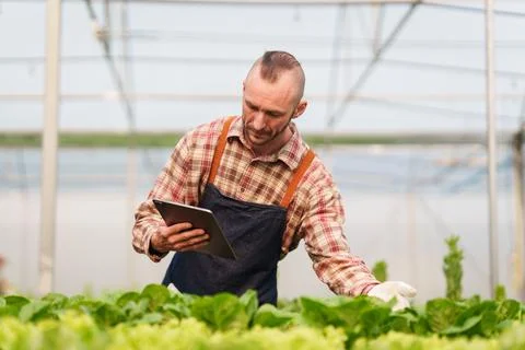 Businessperson or farmer checking hydroponic soilless vegetable in nursery farm Stock Photos