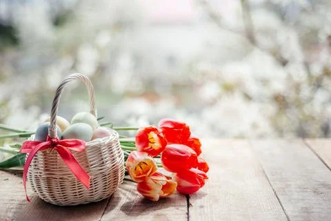 A busket with Easter eggs and a bunch of spring tulips with white blooming trees Stock Photos