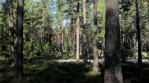 Buss in the forrest Stock Footage 41454308