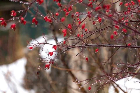 Bust with red berries Stock Photos