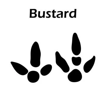 Bustard Footprint Stock Illustration