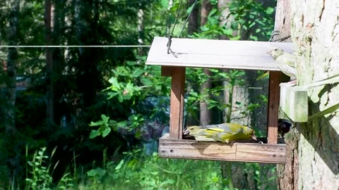 Bustle of birds at the feeder Stock Footage 271145905