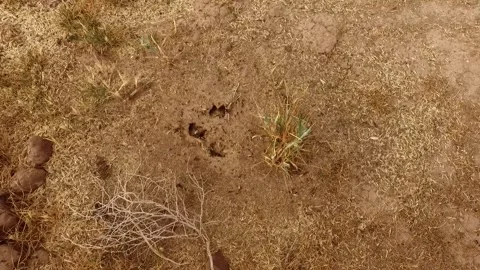 Of a bustling ant nest where countless worker ants scurry, stock footage. Stock Footage 304936344