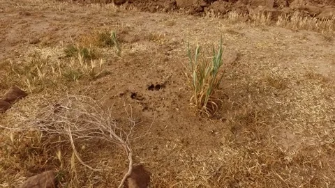 A bustling ant nest where countless worker ants scurry, stock footage. Stock Footage 304936348