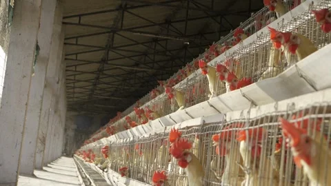 Bustling Chicken Farm  A View Inside the Cages Stock Footage 327548223