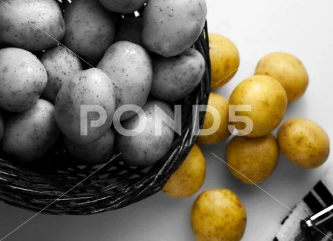 Bustling Harvest of New Potatoes Stock Photos