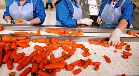 In a bustling processing facility, workers diligently sort through freshly ha Stock Photos