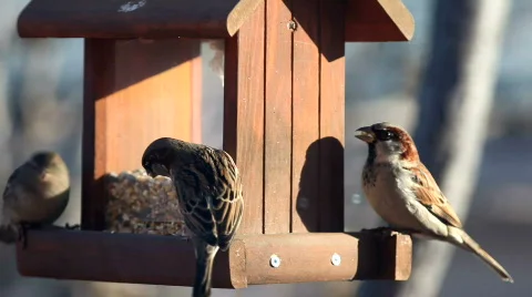 Busy activity at the bird feeder Stock Footage 295973