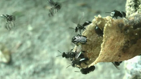 Busy at all time 스톡 동영상 37904351