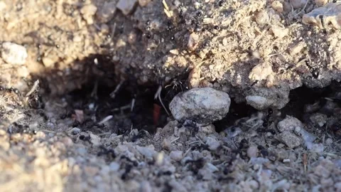 Busy ant colony activity around anthill in Joshua Tree desert campsite Stock Footage 335702546
