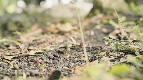 A busy ant colony (a line of tiny insects) carrying food and other stuff Video stock 111284463