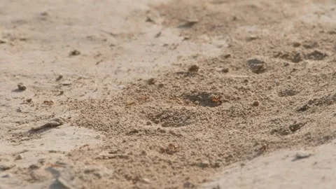 Busy ant Video stock 247318231