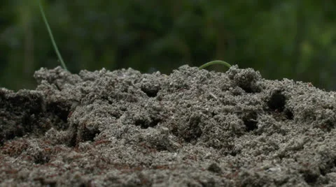 Busy Ant Hill Video stock 23122219