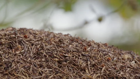 Busy Ant Nest in Dry Needle Litter on Nordic Forest Floor Stock Footage 345745342