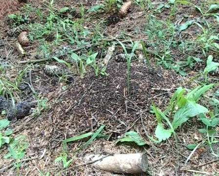 Busy anthill Vidéo 71005