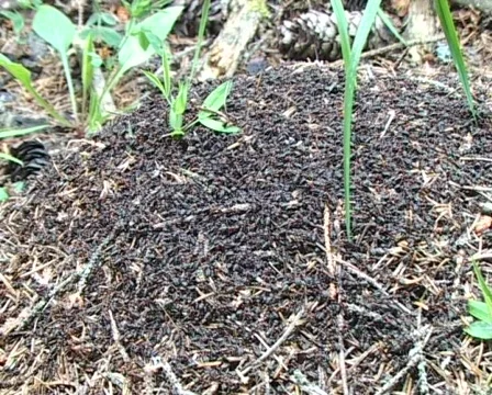 Busy anthill Vídeo Stock 71008