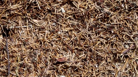 Busy anthill Video stock 42551154